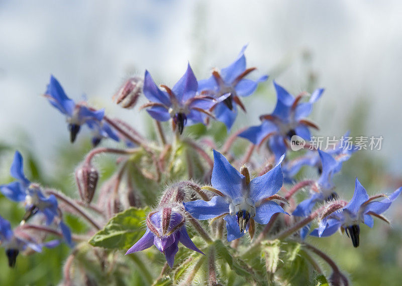 琉璃苣(Borago officinalis)